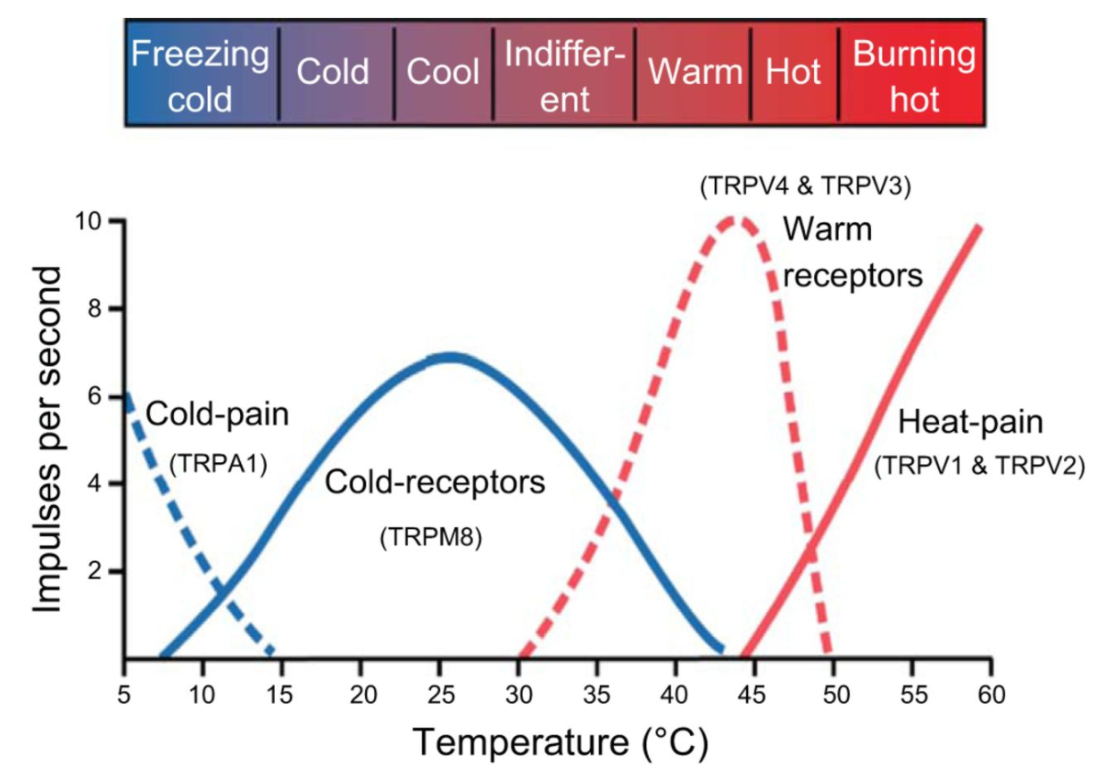 1 cold weather warm hot. Cold warm. Cold warm hot. Chilly cool разница. The cool and the Cold.