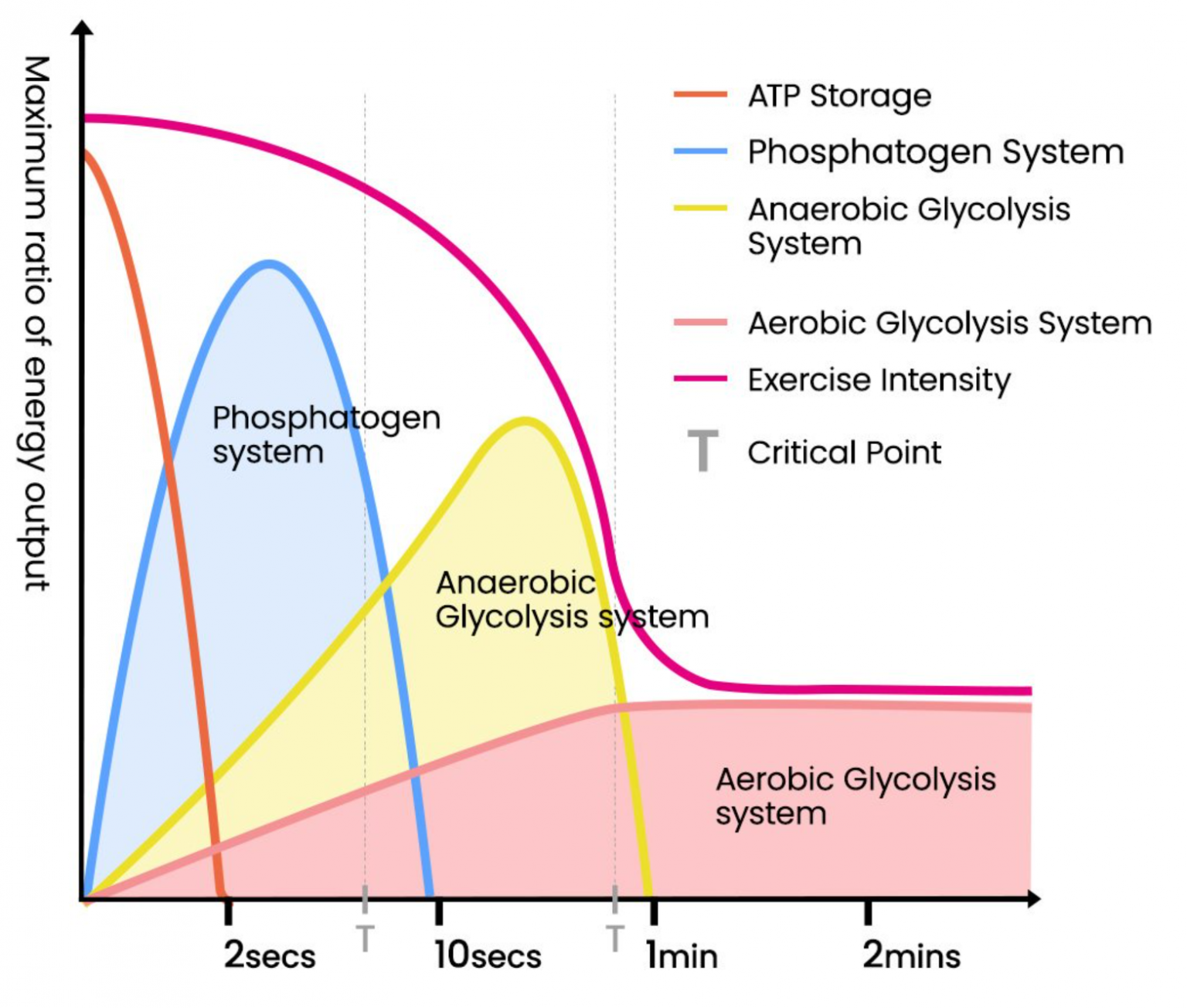 Primary systems. Energy Systems. Primary Energy. Aerobic Energy process.